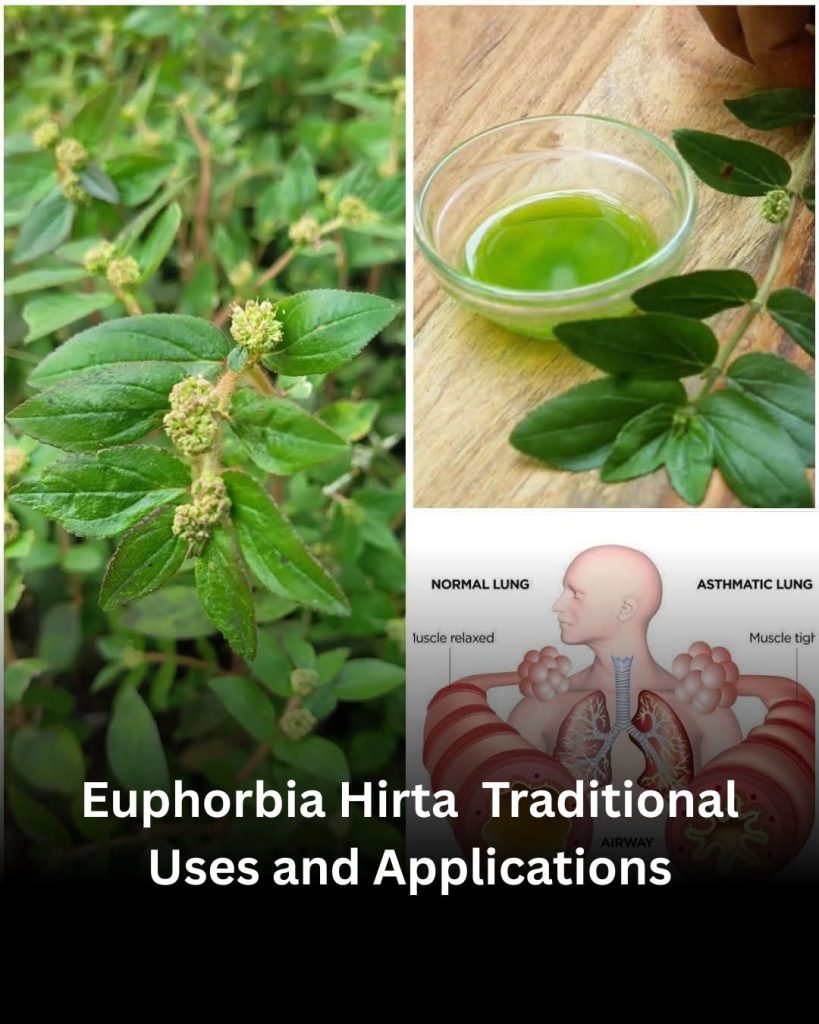 Euphorbia Hirta (Asthma-plant): Traditional Uses and Applications