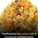 Frankincense: Exploring Its Potential Role in Supporting Cellular Health and Wellness