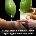 Papaya Sap for Feet and Skin: Benefits, Properties, and Step-by-Step Natural Use 🌿
