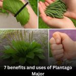 Plantago Major: The Versatile Superfood Growing in Your Backyard