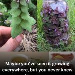 Purple Dead Nettle (Lamium purpureum): A Wild Ally for Circulation and Heart Health