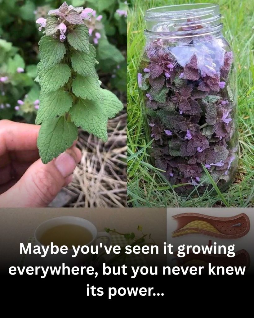 Purple Dead Nettle (Lamium purpureum): A Wild Ally for Circulation and Heart Health