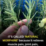 Discover the Power of Rosemary: A Helpful Herb You Can Use at Home