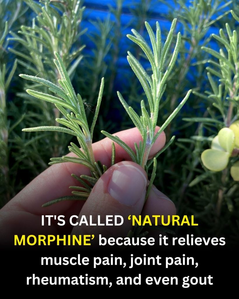 Discover the Power of Rosemary: A Helpful Herb You Can Use at Home