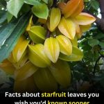 Not Just the Fruit! Carambola Leaves Facts You’ll Wish You Knew Earlier