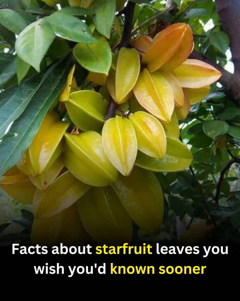 Not Just the Fruit! Carambola Leaves Facts You’ll Wish You Knew Earlier