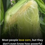 Corn Silk: Traditional Wellness Uses and Simple Ways to Prepare It