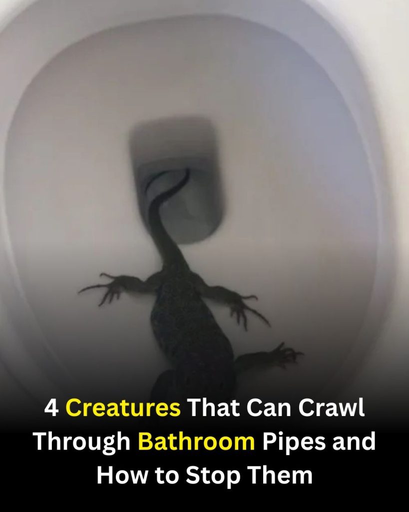 4 Creatures That Can Crawl Through Bathroom Pipes — and How to Stop Them