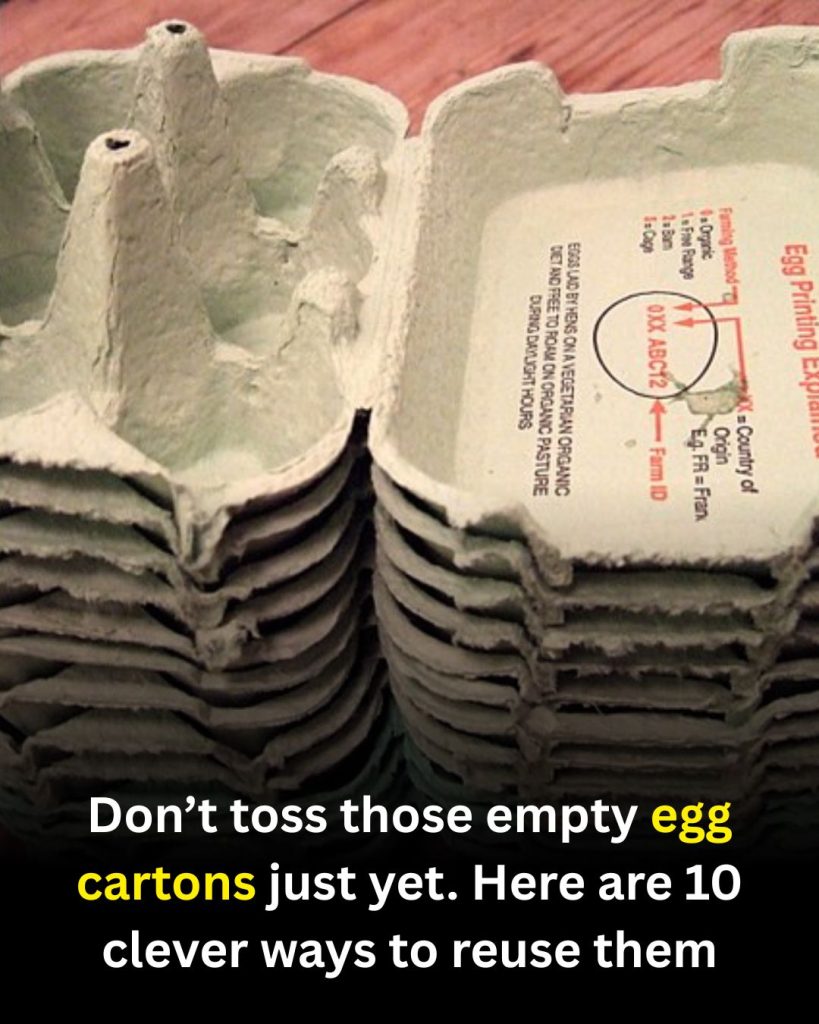 10 Clever and Practical Ways to Reuse Empty Egg Cartons