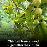 Say Goodbye to High Blood Sugar: Discover the Power of Guava