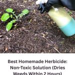 Best Homemade Herbicide: A Simple, Low-Toxicity Option for Small Weeds