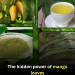 Mango Leaves: Traditional Uses, Wellness Properties, and Simple Home Preparations
