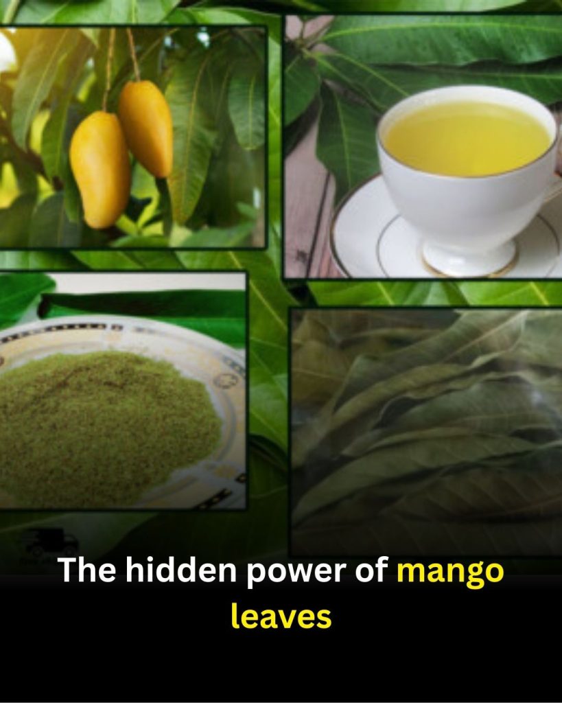 Mango Leaves: Traditional Uses, Wellness Properties, and Simple Home Preparations