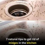 7 Natural Tips to Get Rid of Midges in the Kitchen
