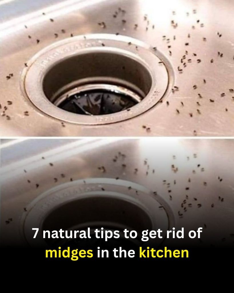 7 Natural Tips to Get Rid of Midges in the Kitchen