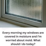 Every morning my windows are covered in moisture and I’m worried about mold. What should I do today?