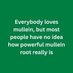The Hidden Power of Mullein Roots: Benefits and Uses