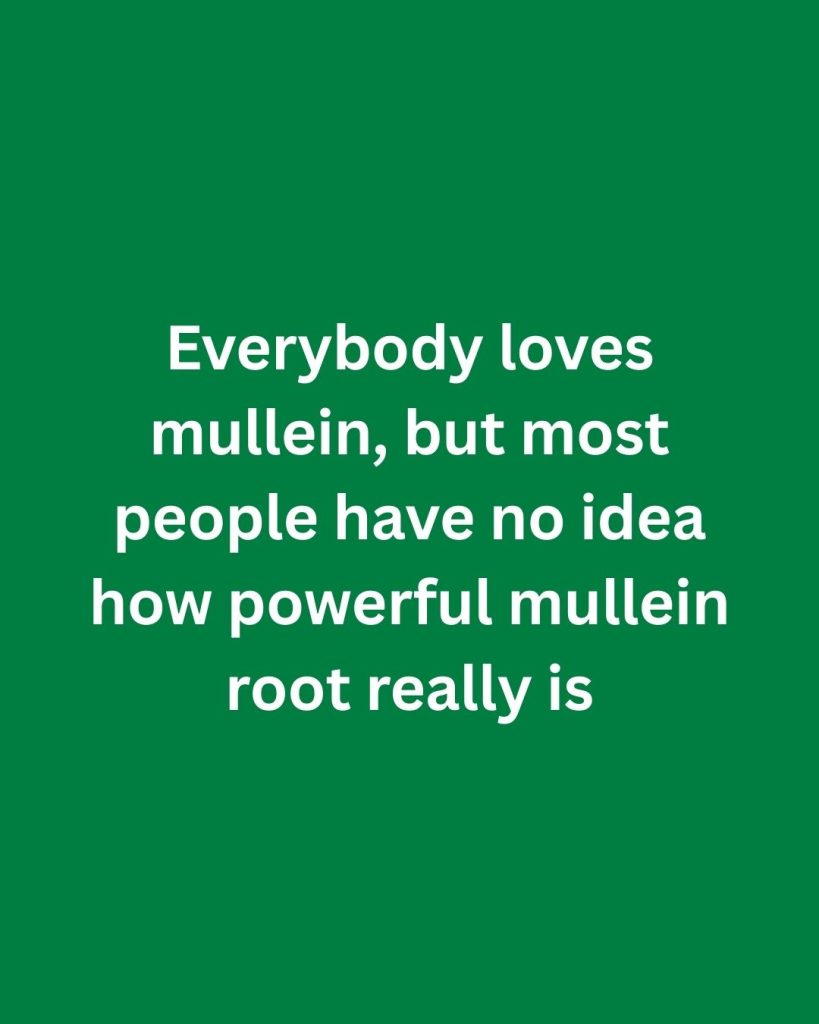 The Hidden Power of Mullein Roots: Benefits and Uses