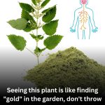 Seeing This “Painful” Plant in Your Garden Is Like Finding Gold – Don’t Pull It Out!
