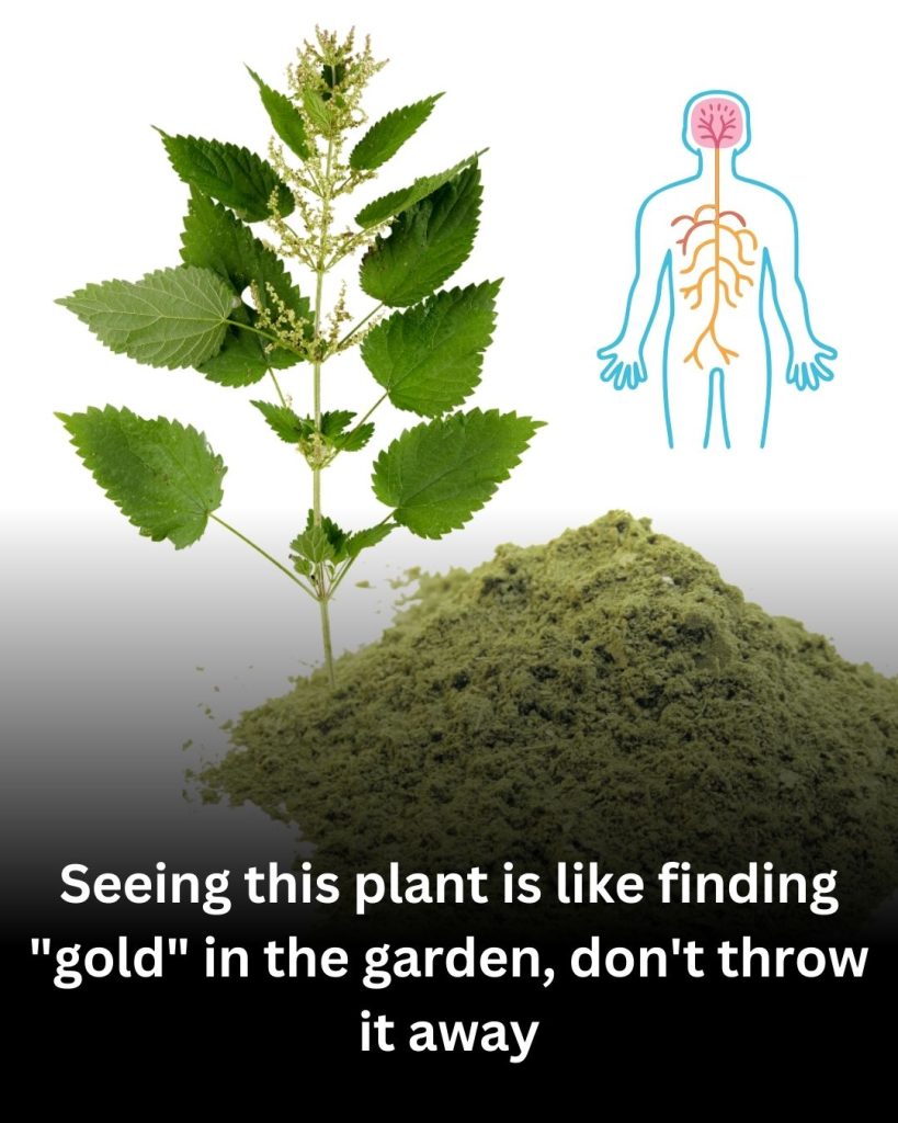 Seeing This “Painful” Plant in Your Garden Is Like Finding Gold – Don’t Pull It Out!
