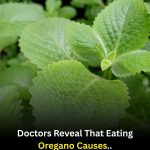 What really happens in your body when you eat oregano