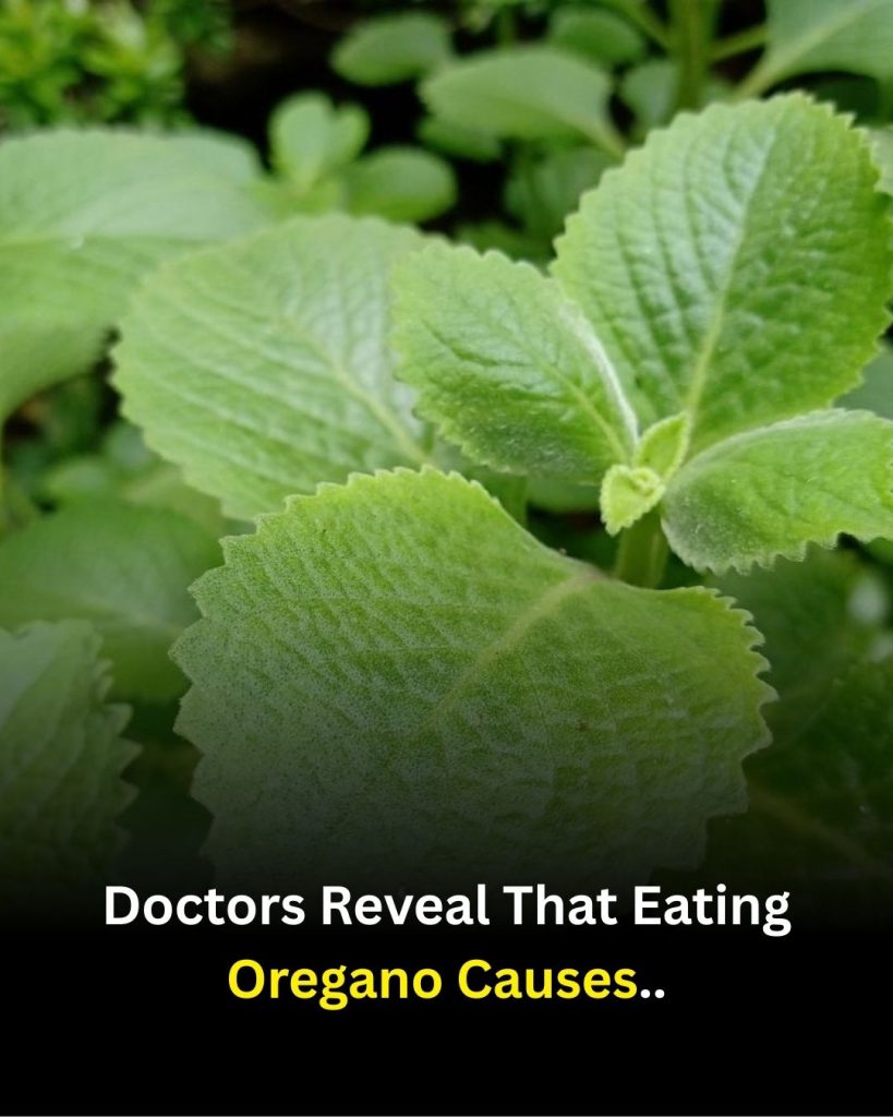 What really happens in your body when you eat oregano