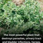 Oregano: The Small but Mighty Healer from Nature 🌿