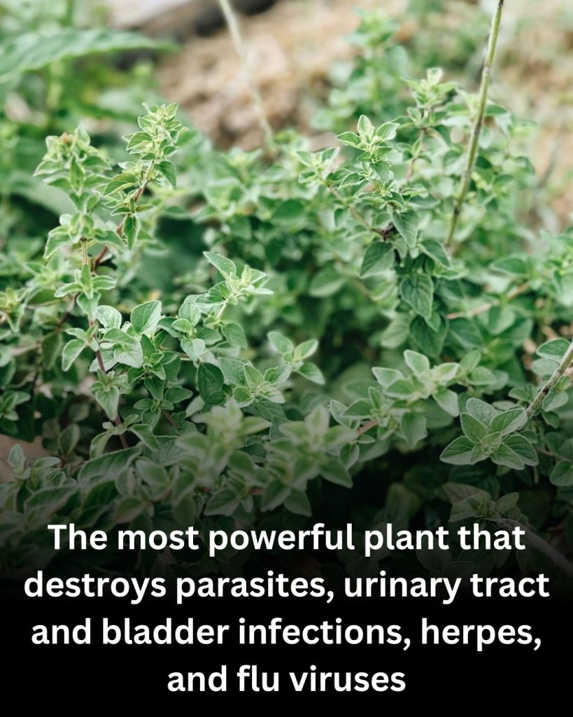 Oregano: The Small but Mighty Healer from Nature 🌿
