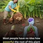 Taro Root: A Nutrient-Rich Food That May Support Energy, Digestion, and Overall Wellness