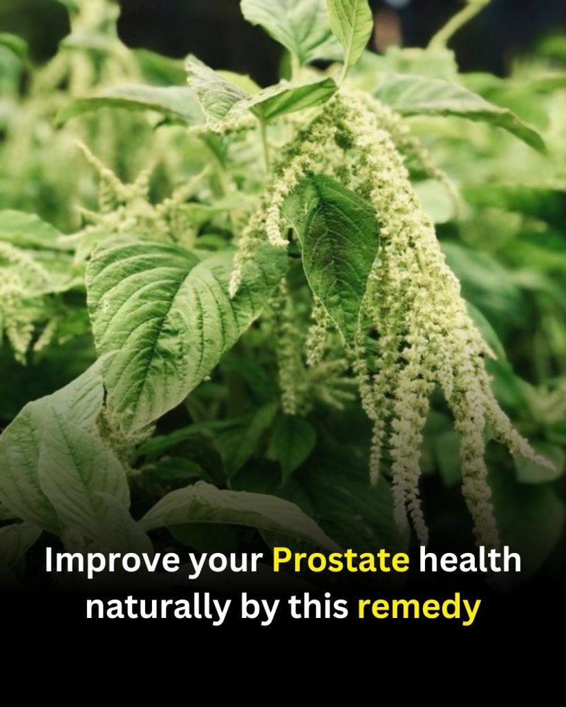 Prostate Health Matters: A Practical Reminder for Men’s Well-Being