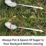 Why Some People Leave a Little Sugar Water Outside for Bees