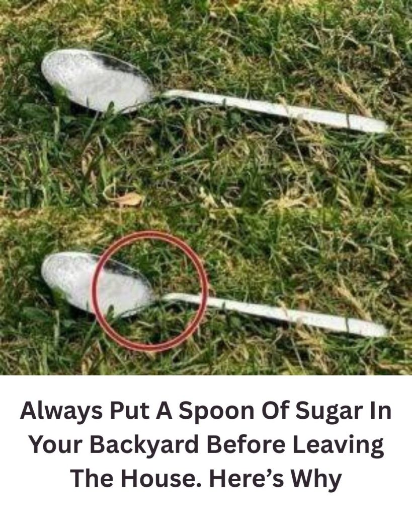 Why Some People Leave a Little Sugar Water Outside for Bees