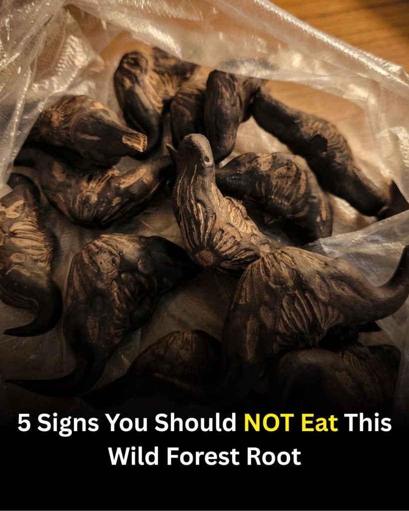 5 Warning Signs a Wild Forest Root May Not Be Safe to Eat