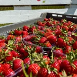The Simple Strawberry Storage Mistake That May Be Making Them Spoil Faster