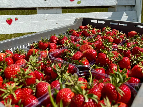 The Simple Strawberry Storage Mistake That May Be Making Them Spoil Faster