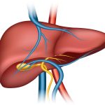 Cleanses the Liver 150 Times More Powerful Than Garlic and Lemon: Grandma’s Miracle Recipe