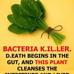 Can This Plant Help Support a Healthier Gut? Here’s What You Should Know