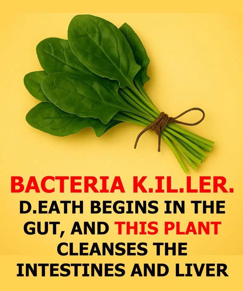 Can This Plant Help Support a Healthier Gut? Here’s What You Should Know