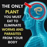Can “2 Spoons” Really Expel Worms and Parasites? Here’s the Truth