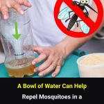 A Simple Bowl-of-Water Trick That May Help Reduce Mosquitoes at Home