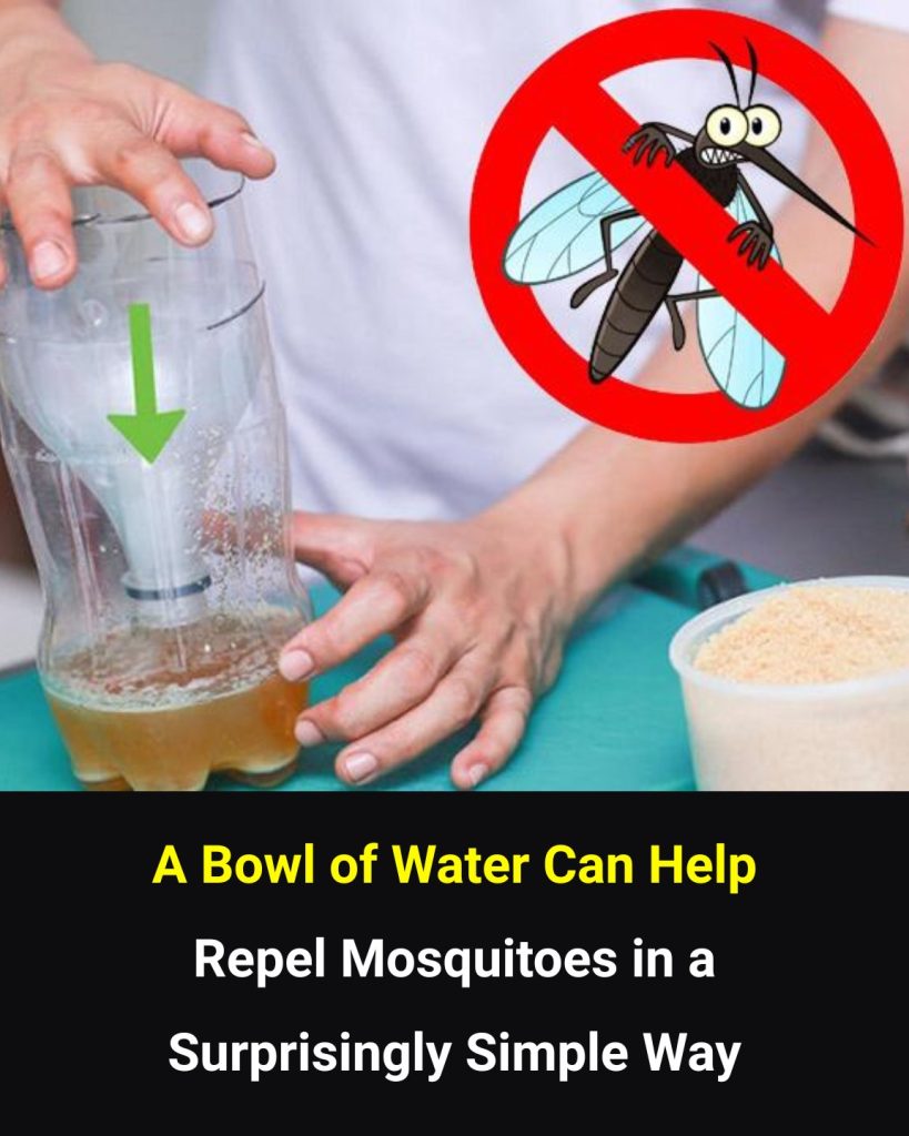 A Simple Bowl-of-Water Trick That May Help Reduce Mosquitoes at Home