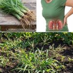Potential Health Uses of Goosegrass (Cleavers) and How It’s Traditionally Used