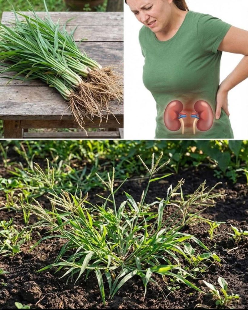 Potential Health Uses of Goosegrass (Cleavers) and How It’s Traditionally Used