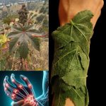 Castor Leaves: Traditional Uses, Potential Benefits, and Safe Ways to Use Them