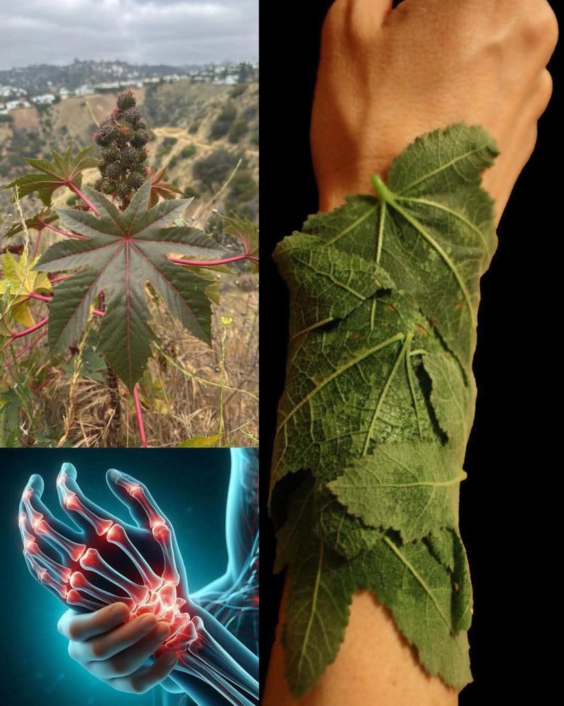 Castor Leaves: Traditional Uses, Potential Benefits, and Safe Ways to Use Them