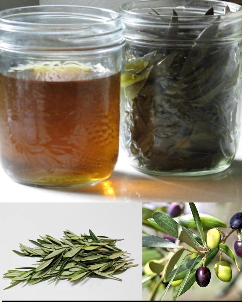 Olive Leaf Benefits: Uses, Potential Health Support, and How to Use Olive Leaves Safely