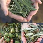Olive Leaves: A Gentle Herbal Choice for Daily Wellness