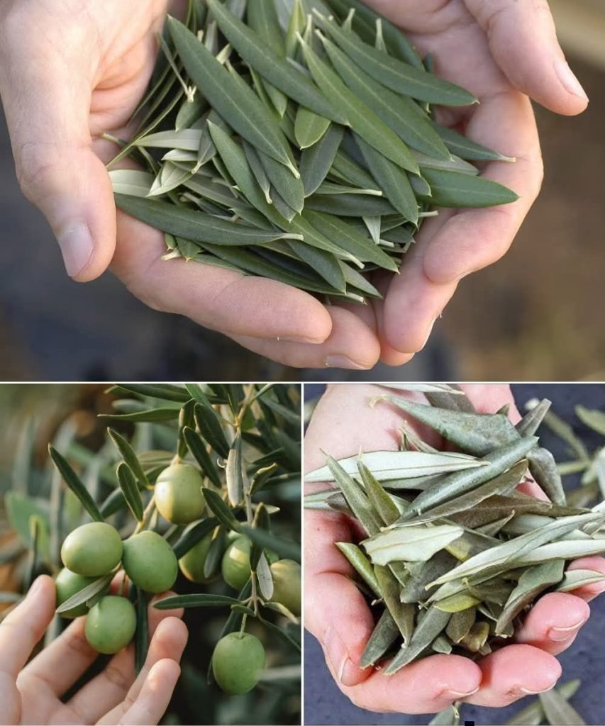 Olive Leaves: A Gentle Herbal Choice for Daily Wellness