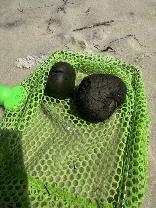 Beach Mystery Solved: What Are These Bizarre Balls Kids Keep Finding?
