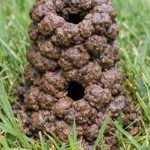 What Is This Strange Mud Tower in the Lawn? The Surprising Creature Behind It